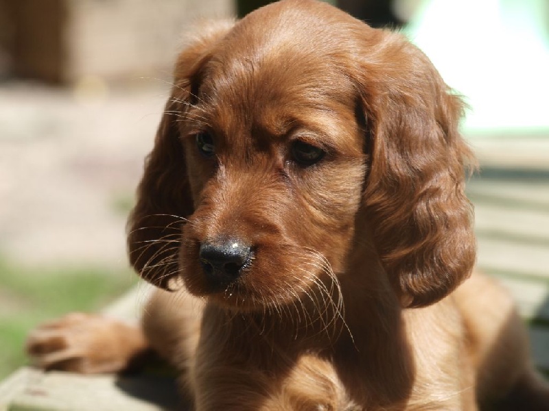 de la Jeannaie du Bois - Setter irlandais rouge - Portée née le 26/05/2014