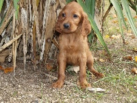 CHIOT